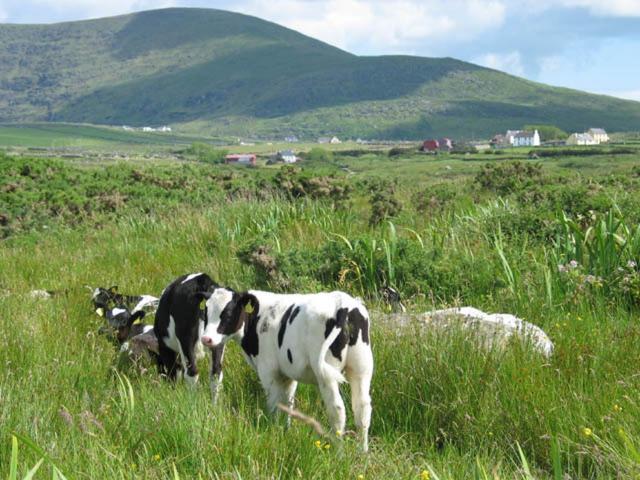 Coill An Rois B&B Ballydavid Екстериор снимка